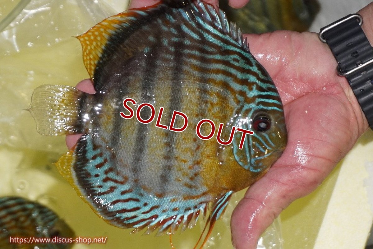 画像3: 【ワイルドディスカス】【通販】【今シーズン超希少種】アッパーテフェロイヤルグリーン【個体販売】14-16cm（生体）アッパーテフェ産 (3)