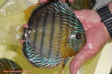 画像3: 【ワイルドディスカス】【通販】【今シーズン超希少種】アッパーテフェロイヤルグリーン【個体販売】14-16cm（生体）アッパーテフェ産 (3)