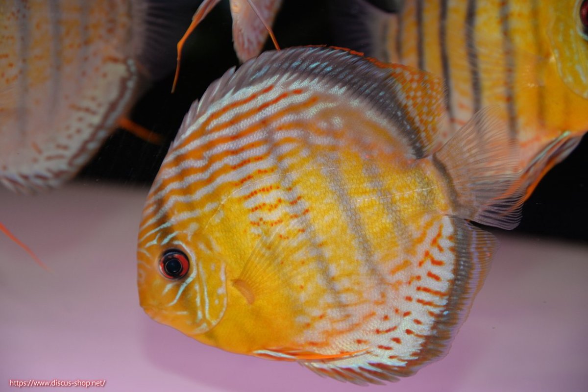 画像1: 【決算セール対象個体】【ワイルドディスカス】【通販】【今シーズン超希少種】アッパーテフェロイヤルグリーン【個体販売】14-16cm（生体）アッパーテフェ産 (1)