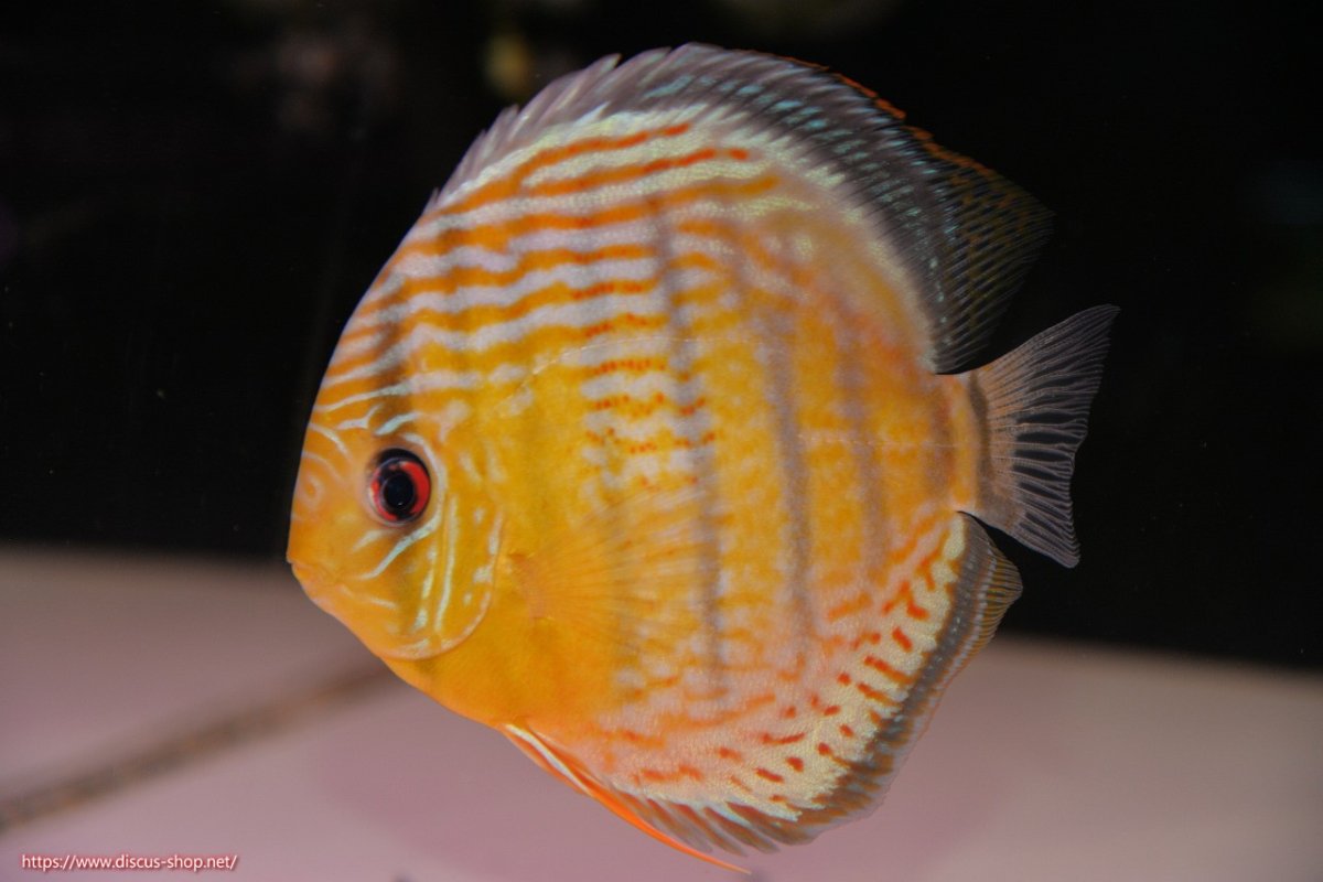 画像2: 【決算セール対象個体】【ワイルドディスカス】【通販】【今シーズン超希少種】アッパーテフェロイヤルグリーン【個体販売】14-16cm（生体）アッパーテフェ産 (2)