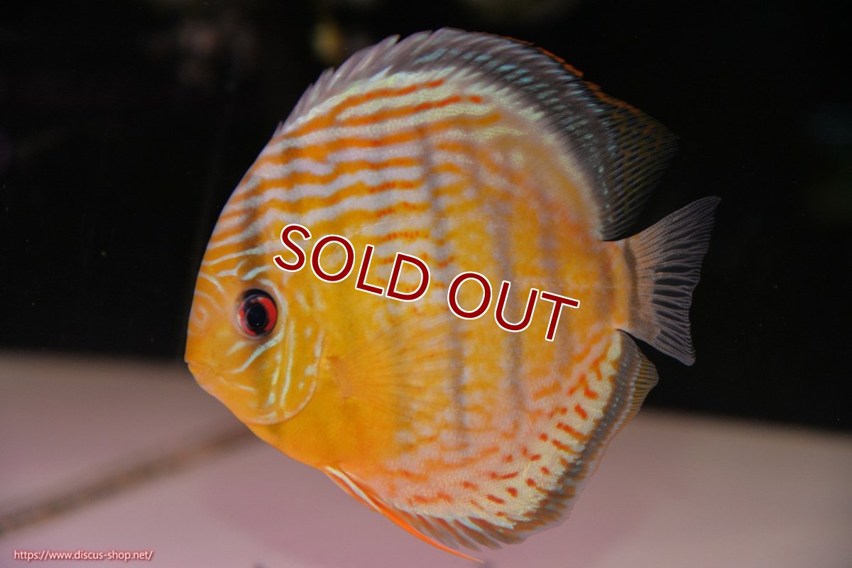 画像2: 【30周年記念セール対象個体】【ワイルドディスカス】【通販】【今シーズン超希少種】アッパーテフェロイヤルグリーン【個体販売】14-16cm（生体）アッパーテフェ産 (2)