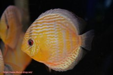 画像3: 【決算セール対象個体】【ワイルドディスカス】【通販】【今シーズン超希少種】アッパーテフェロイヤルグリーン【個体販売】14-16cm（生体）アッパーテフェ産 (3)