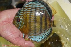 画像4: 【決算セール対象個体】【ワイルドディスカス】【通販】【今シーズン超希少種】アッパーテフェロイヤルグリーン【個体販売】14-16cm（生体）アッパーテフェ産 (4)