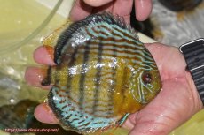 画像5: 【決算セール対象個体】【ワイルドディスカス】【通販】【今シーズン超希少種】アッパーテフェロイヤルグリーン【個体販売】14-16cm（生体）アッパーテフェ産 (5)