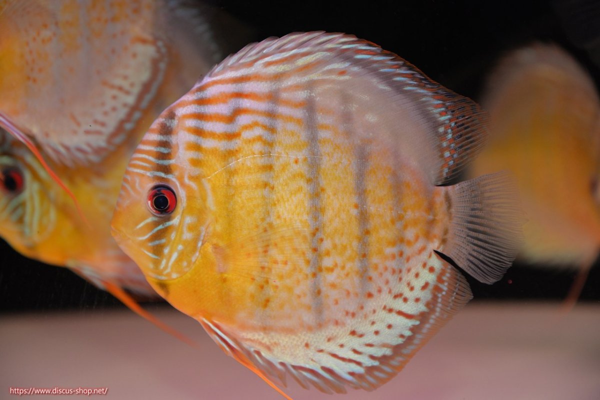 画像1: 【決算セール対象個体】【ワイルドディスカス】【通販】【今シーズン超希少種】アッパーテフェロイヤルグリーン【個体販売】14-16cm（生体）アッパーテフェ産 (1)