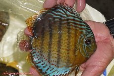 画像3: 【決算セール対象個体】【ワイルドディスカス】【通販】【今シーズン超希少種】アッパーテフェロイヤルグリーン【個体販売】14-16cm（生体）アッパーテフェ産 (3)