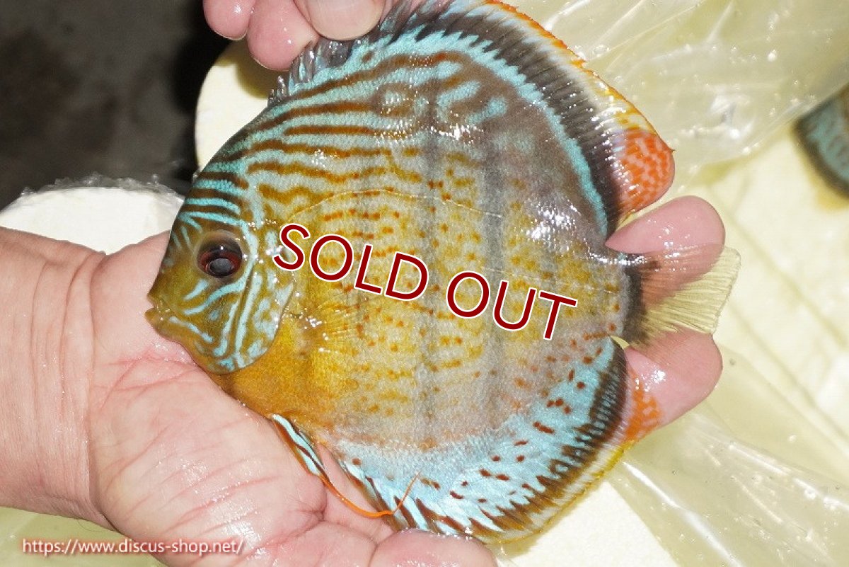 画像1: 【ワイルドディスカス】【通販】【今シーズン超希少種】アッパーテフェロイヤルグリーン【個体販売】14-16cm（生体）アッパーテフェ産 (1)