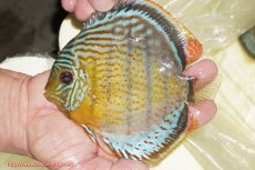 画像1: 【ワイルドディスカス】【通販】【今シーズン超希少種】アッパーテフェロイヤルグリーン【個体販売】14-16cm（生体）アッパーテフェ産 (1)