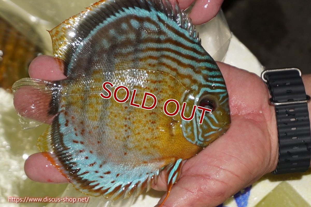 画像2: 【ワイルドディスカス】【通販】【今シーズン超希少種】アッパーテフェロイヤルグリーン【個体販売】14-16cm（生体）アッパーテフェ産 (2)