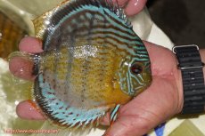 画像2: 【ワイルドディスカス】【通販】【今シーズン超希少種】アッパーテフェロイヤルグリーン【個体販売】14-16cm（生体）アッパーテフェ産 (2)