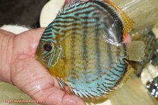 画像1: 【ワイルドディスカス】【通販】【今シーズン超希少種】アッパーテフェロイヤルグリーン【個体販売】14-16cm（生体）アッパーテフェ産 (1)