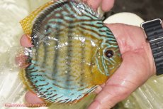 画像3: 【ワイルドディスカス】【通販】【今シーズン超希少種】アッパーテフェロイヤルグリーン【個体販売】14-16cm（生体）アッパーテフェ産 (3)