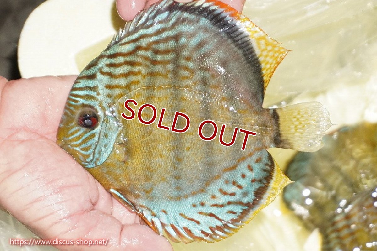 画像1: 【ワイルドディスカス】【通販】【今シーズン超希少種】アッパーテフェロイヤルグリーン【個体販売】14-16cm（生体）アッパーテフェ産 (1)