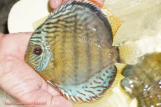 画像1: 【ワイルドディスカス】【通販】【今シーズン超希少種】アッパーテフェロイヤルグリーン【個体販売】14-16cm（生体）アッパーテフェ産 (1)