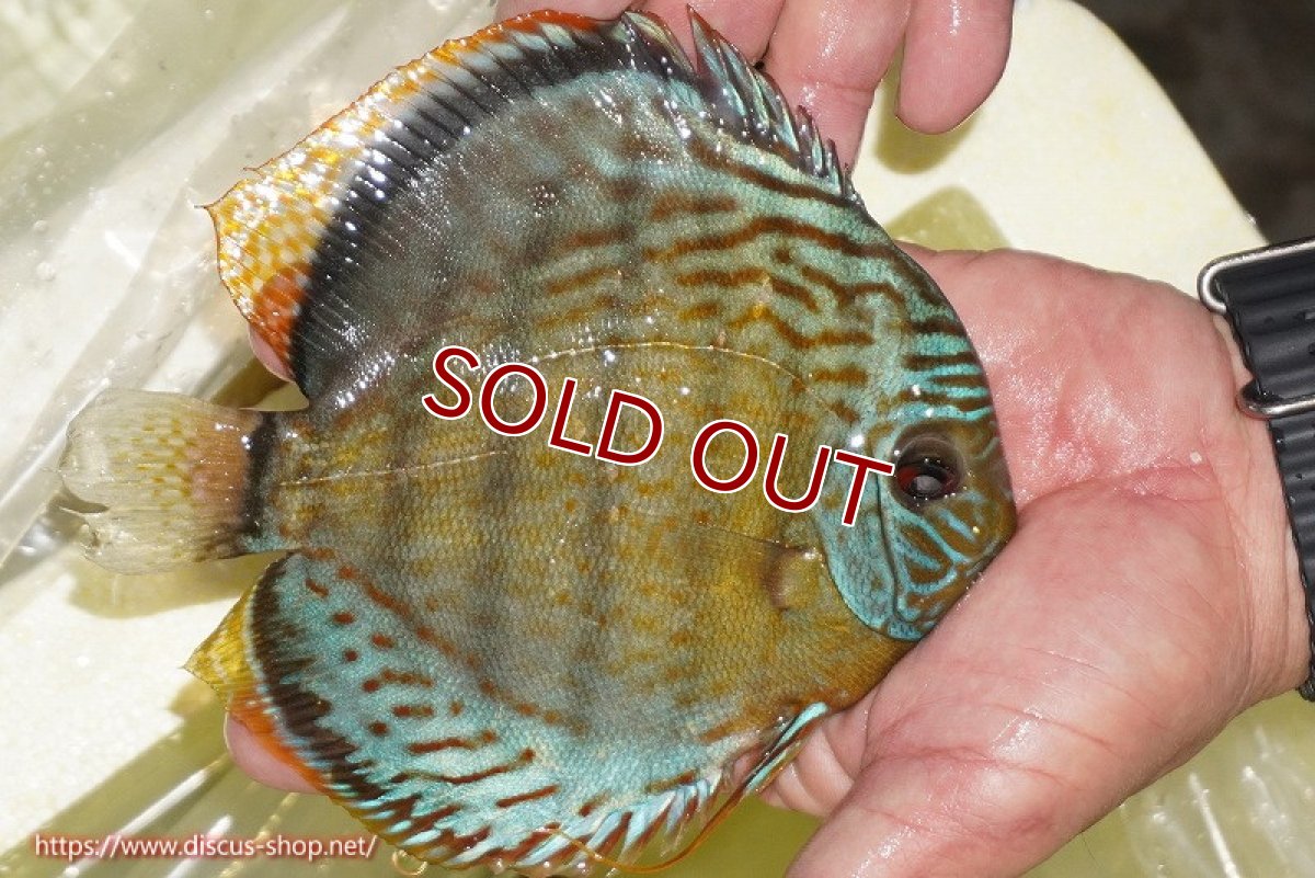 画像2: 【ワイルドディスカス】【通販】【今シーズン超希少種】アッパーテフェロイヤルグリーン【個体販売】14-16cm（生体）アッパーテフェ産 (2)