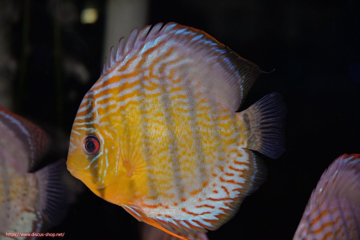 画像1: 【決算セール対象個体】【ワイルドディスカス】【通販】【今シーズン超希少種】アッパーテフェロイヤルグリーン【個体販売】14-16cm（生体）アッパーテフェ産 (1)