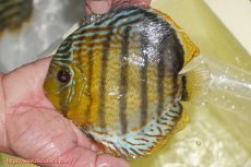 画像1: 【ワイルドディスカス】【通販】【今シーズン超希少種】アッパーテフェロイヤルグリーン【個体販売】14-16cm（生体）アッパーテフェ産 (1)