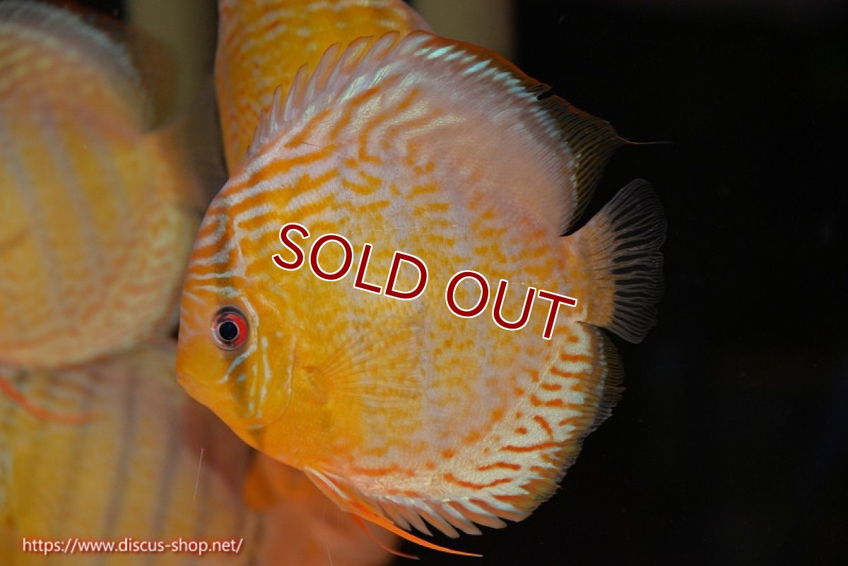 画像2: 【30周年記念セール対象個体】【ワイルドディスカス】【通販】【今シーズン超希少種】アッパーテフェロイヤルグリーン【個体販売】14-16cm（生体）アッパーテフェ産 (2)