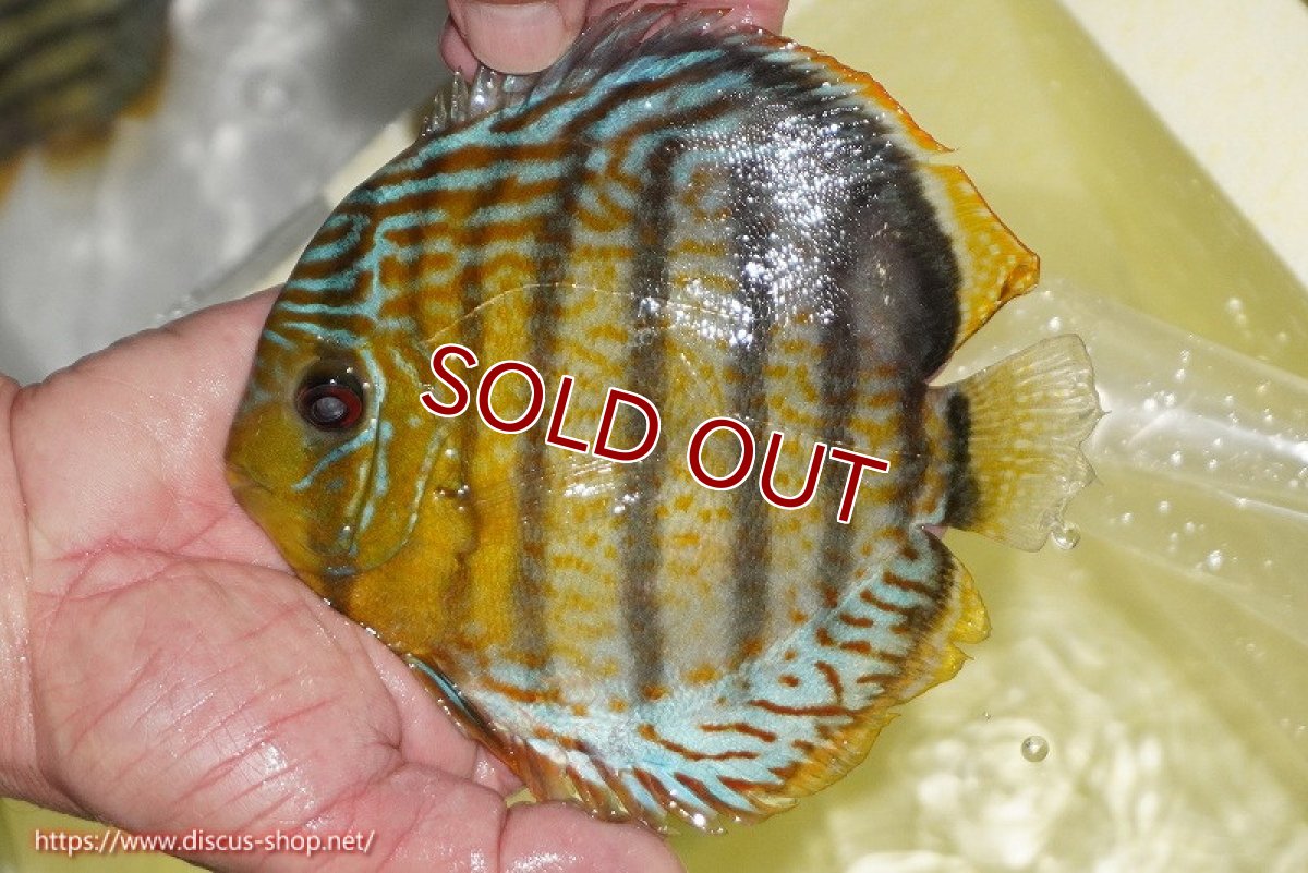 画像3: 【30周年記念セール対象個体】【ワイルドディスカス】【通販】【今シーズン超希少種】アッパーテフェロイヤルグリーン【個体販売】14-16cm（生体）アッパーテフェ産 (3)