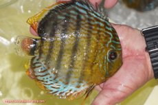 画像4: 【決算セール対象個体】【ワイルドディスカス】【通販】【今シーズン超希少種】アッパーテフェロイヤルグリーン【個体販売】14-16cm（生体）アッパーテフェ産 (4)