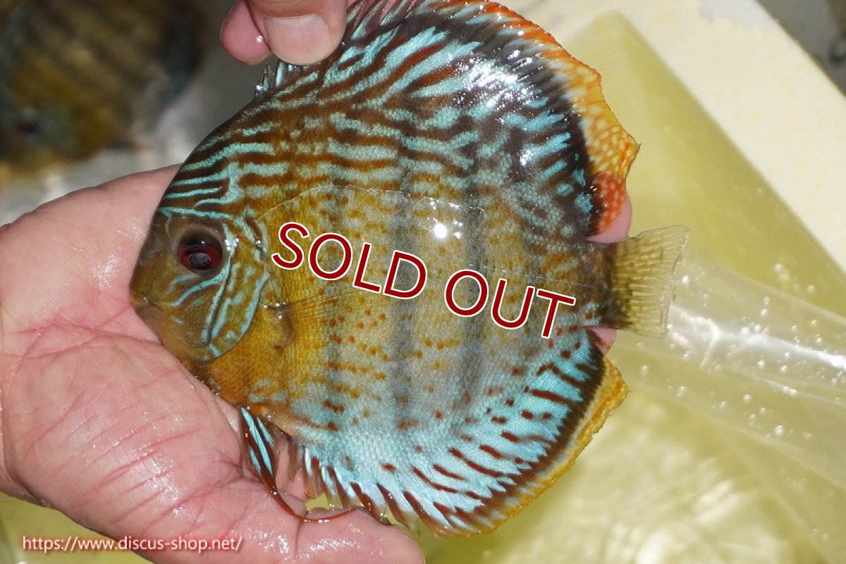 画像1: 【ワイルドディスカス】【通販】【今シーズン超希少種】アッパーテフェロイヤルグリーン【個体販売】14-16cm（生体）アッパーテフェ産 (1)