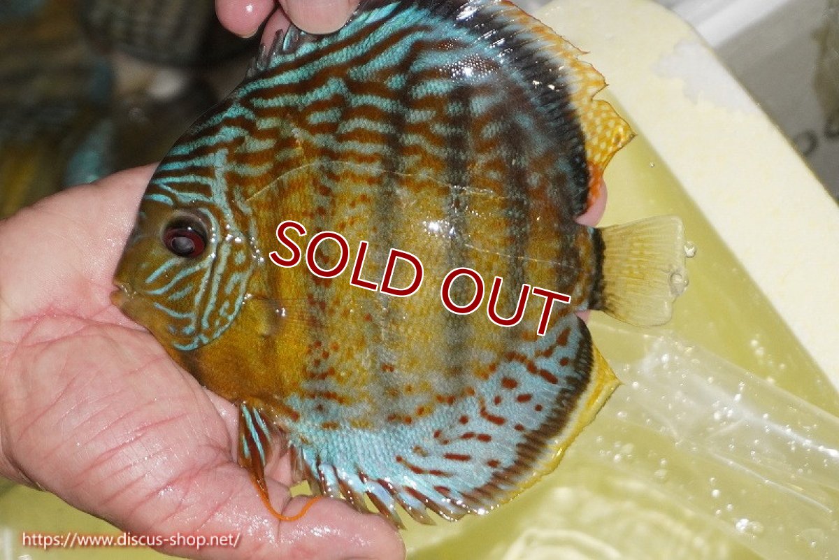 画像2: 【ワイルドディスカス】【通販】【今シーズン超希少種】アッパーテフェロイヤルグリーン【個体販売】14-16cm（生体）アッパーテフェ産 (2)