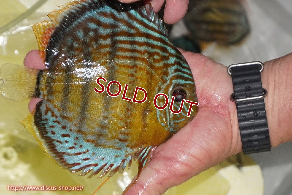 画像3: 【ワイルドディスカス】【通販】【今シーズン超希少種】アッパーテフェロイヤルグリーン【個体販売】14-16cm（生体）アッパーテフェ産 (3)