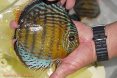 画像3: 【ワイルドディスカス】【通販】【今シーズン超希少種】アッパーテフェロイヤルグリーン【個体販売】14-16cm（生体）アッパーテフェ産 (3)