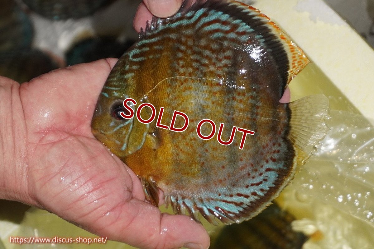 画像1: 【ワイルドディスカス】【通販】【今シーズン超希少種】アッパーテフェロイヤルグリーン【個体販売】14-16cm（生体）アッパーテフェ産 (1)