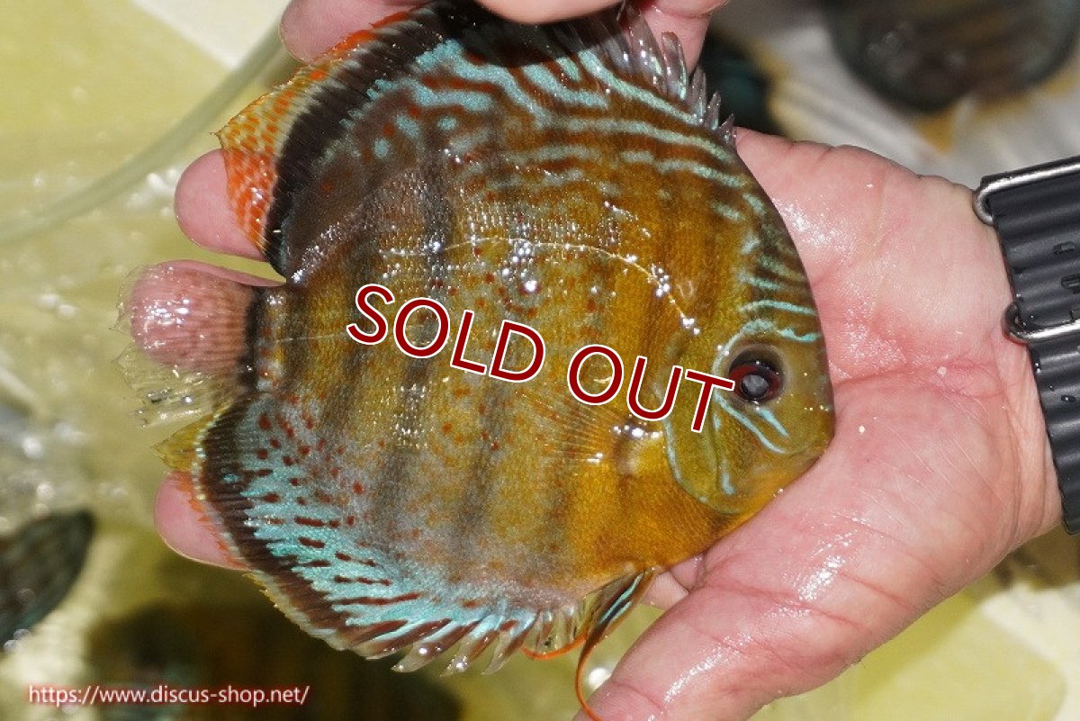 画像2: 【ワイルドディスカス】【通販】【今シーズン超希少種】アッパーテフェロイヤルグリーン【個体販売】14-16cm（生体）アッパーテフェ産 (2)