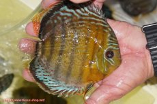 画像2: 【ワイルドディスカス】【通販】【今シーズン超希少種】アッパーテフェロイヤルグリーン【個体販売】14-16cm（生体）アッパーテフェ産 (2)