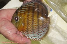 画像1: 【ワイルドディスカス】【通販】【今シーズン超希少種】アッパーテフェロイヤルグリーン【個体販売】14-16cm（生体）アッパーテフェ産 (1)