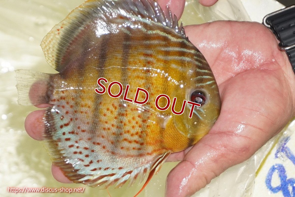 画像3: 【30周年記念セール対象個体】【ワイルドディスカス】【通販】【今シーズン超希少種】アッパーテフェロイヤルグリーン【個体販売】14-16cm（生体）アッパーテフェ産 (3)