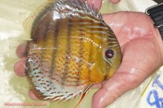 画像3: 【ワイルドディスカス】【通販】【今シーズン超希少種】アッパーテフェロイヤルグリーン【個体販売】14-16cm（生体）アッパーテフェ産 (3)