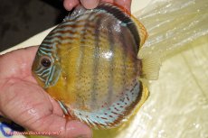 画像1: 【ワイルドディスカス】【通販】【今シーズン超希少種】アッパーテフェロイヤルグリーン【個体販売】14-16cm（生体）アッパーテフェ産 (1)