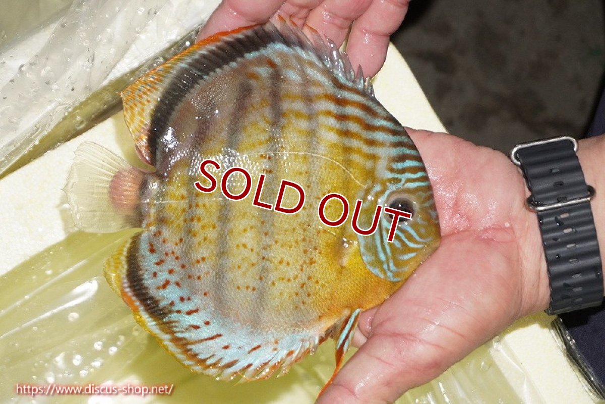 画像2: 【ワイルドディスカス】【通販】【今シーズン超希少種】アッパーテフェロイヤルグリーン【個体販売】14-16cm（生体）アッパーテフェ産 (2)