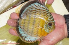 画像2: 【ワイルドディスカス】【通販】【今シーズン超希少種】アッパーテフェロイヤルグリーン【個体販売】14-16cm（生体）アッパーテフェ産 (2)