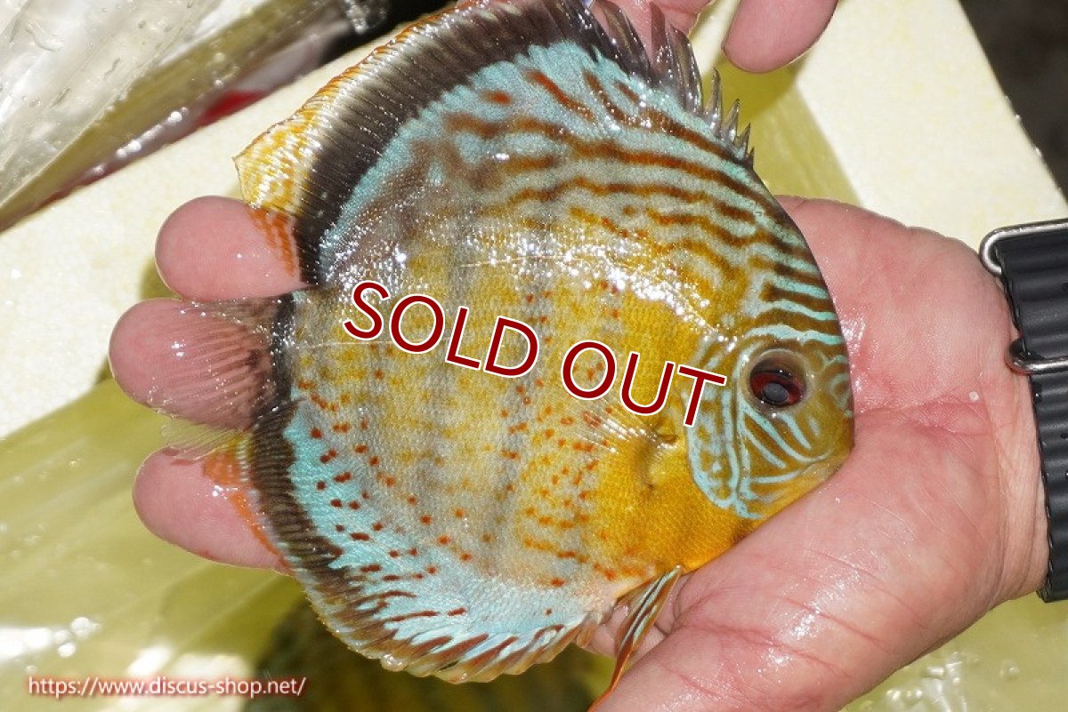 画像3: 【ワイルドディスカス】【通販】【今シーズン超希少種】アッパーテフェロイヤルグリーン【個体販売】14-16cm（生体）アッパーテフェ産 (3)