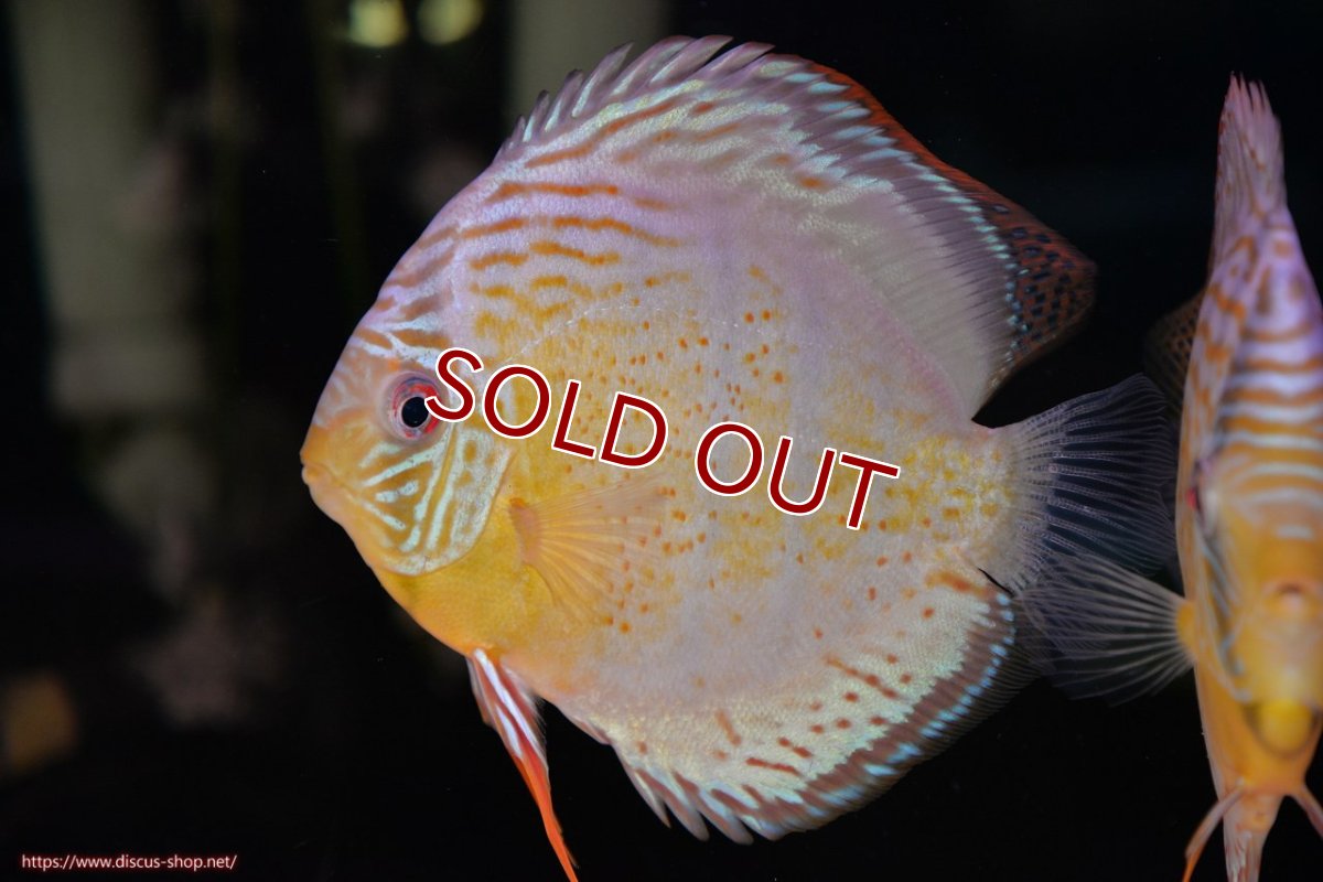 画像1: 【30周年記念セール対象個体】【ワイルドディスカス】【通販】【今シーズン超希少種】アッパーテフェロイヤルグリーン（頭部網による傷跡あり）【個体販売】14-16cm（生体）アッパーテフェ産 (1)