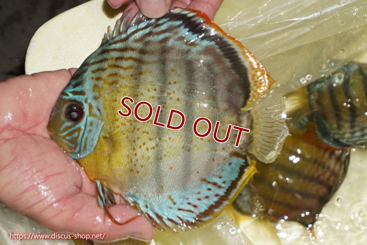 画像2: 【30周年記念セール対象個体】【ワイルドディスカス】【通販】【今シーズン超希少種】アッパーテフェロイヤルグリーン（頭部網による傷跡あり）【個体販売】14-16cm（生体）アッパーテフェ産 (2)