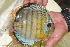 画像2: 【ワイルドディスカス】【通販】【今シーズン超希少種】アッパーテフェロイヤルグリーン【個体販売】14-16cm（生体）アッパーテフェ産 (2)