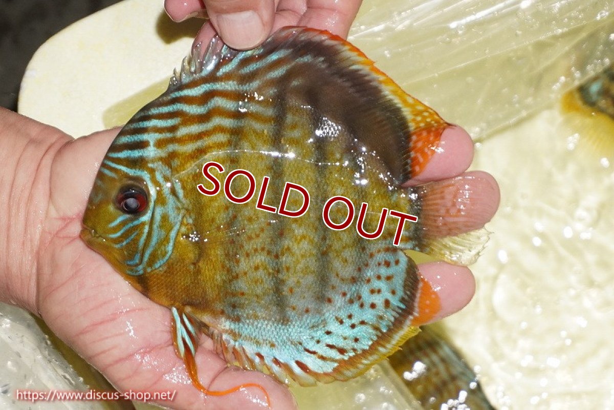 画像1: 【30周年記念セール対象個体】【ワイルドディスカス】【通販】【今シーズン超希少種】アッパーテフェロイヤルグリーン【個体販売】14-16cm（生体）アッパーテフェ産 (1)