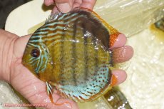 画像1: 【ワイルドディスカス】【通販】【今シーズン超希少種】アッパーテフェロイヤルグリーン【個体販売】14-16cm（生体）アッパーテフェ産 (1)