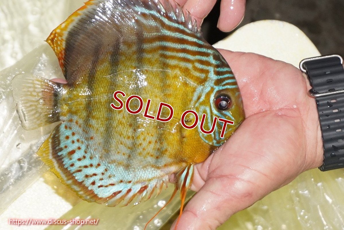 画像2: 【30周年記念セール対象個体】【ワイルドディスカス】【通販】【今シーズン超希少種】アッパーテフェロイヤルグリーン【個体販売】14-16cm（生体）アッパーテフェ産 (2)