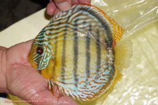 画像1: 【ワイルドディスカス】【通販】【今シーズン超希少種】アッパーテフェロイヤルグリーン【個体販売】14-16cm（生体）アッパーテフェ産 (1)