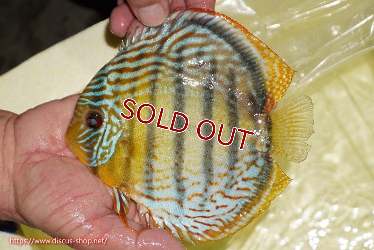 画像3: 【決算セール対象個体】【ワイルドディスカス】【通販】【今シーズン超希少種】アッパーテフェロイヤルグリーン【個体販売】14-16cm（生体）アッパーテフェ産 (3)