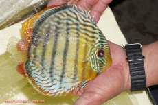 画像4: 【決算セール対象個体】【ワイルドディスカス】【通販】【今シーズン超希少種】アッパーテフェロイヤルグリーン【個体販売】14-16cm（生体）アッパーテフェ産 (4)