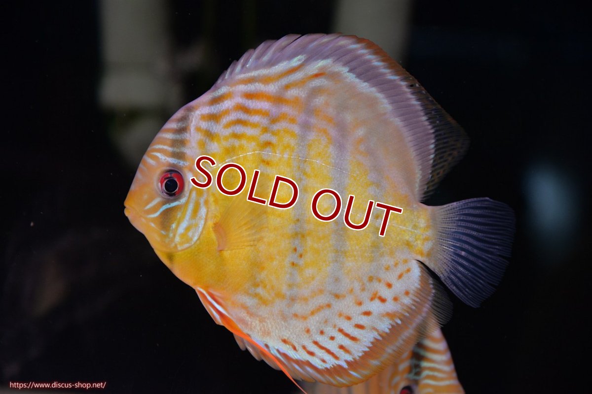 画像1: 【決算セール対象個体】【ワイルドディスカス】【通販】【今シーズン超希少種】アッパーテフェロイヤルグリーン【個体販売】14-16cm（生体）アッパーテフェ産 (1)