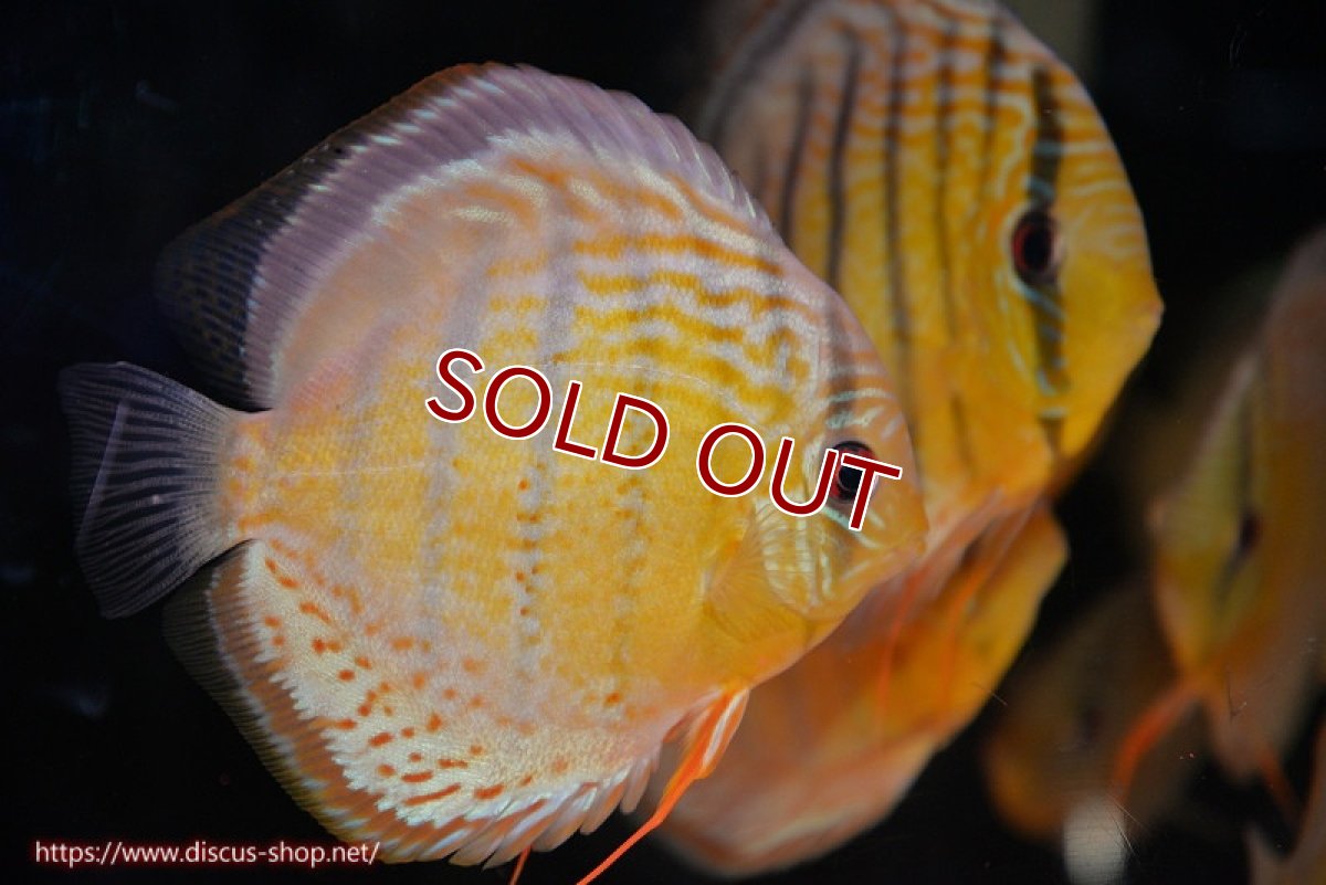 画像2: 【決算セール対象個体】【ワイルドディスカス】【通販】【今シーズン超希少種】アッパーテフェロイヤルグリーン【個体販売】14-16cm（生体）アッパーテフェ産 (2)