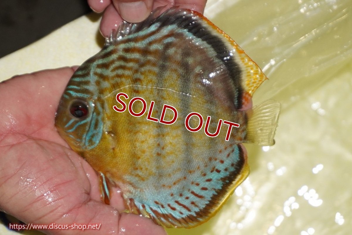 画像4: 【決算セール対象個体】【ワイルドディスカス】【通販】【今シーズン超希少種】アッパーテフェロイヤルグリーン【個体販売】14-16cm（生体）アッパーテフェ産 (4)